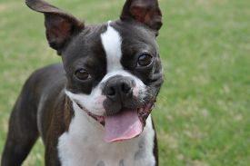 Happy dog