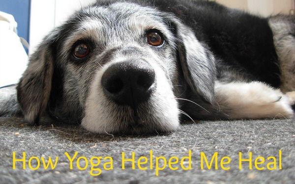 Dog with a headache