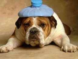 Dog with a headache