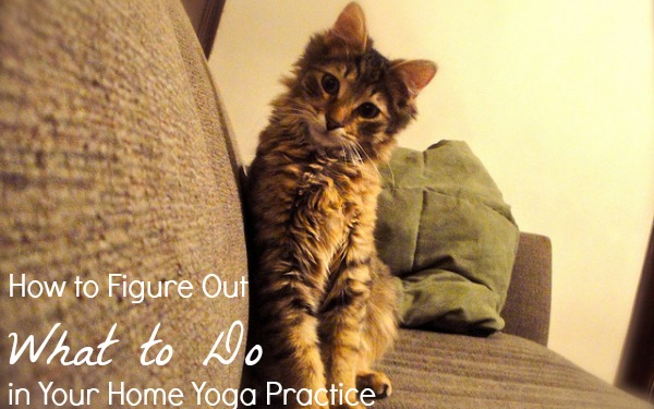 Quizzical cat