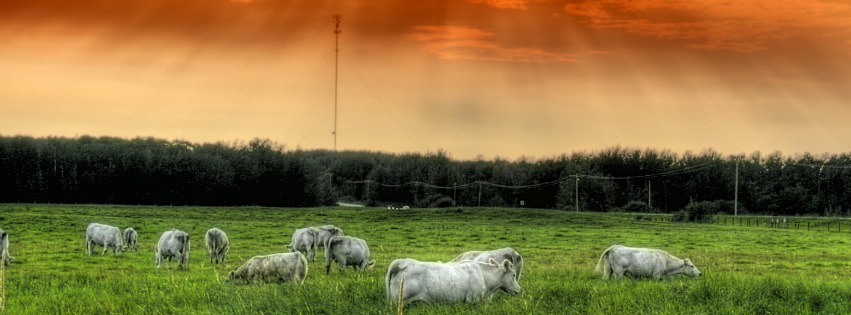 alberta